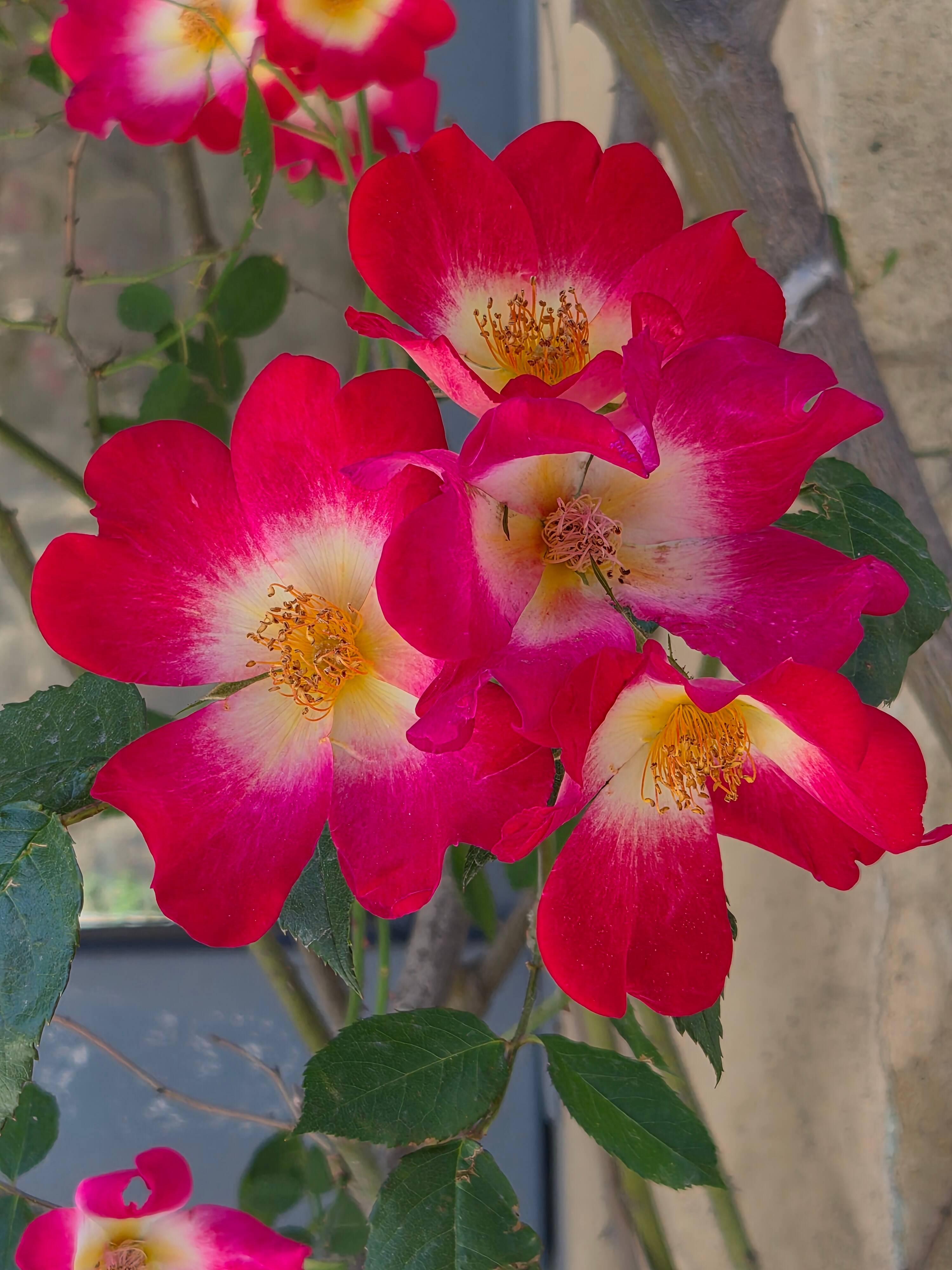 Armelle P.