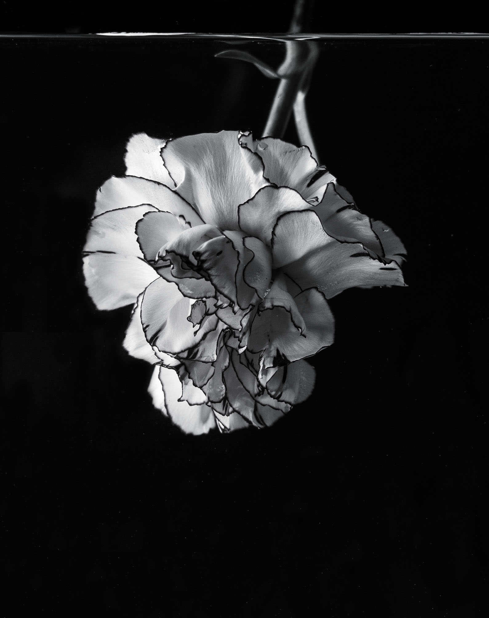 Patricia P.
